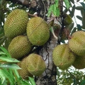 featured image thumbnail for post Tips Sukses Menanam Durian Musang King